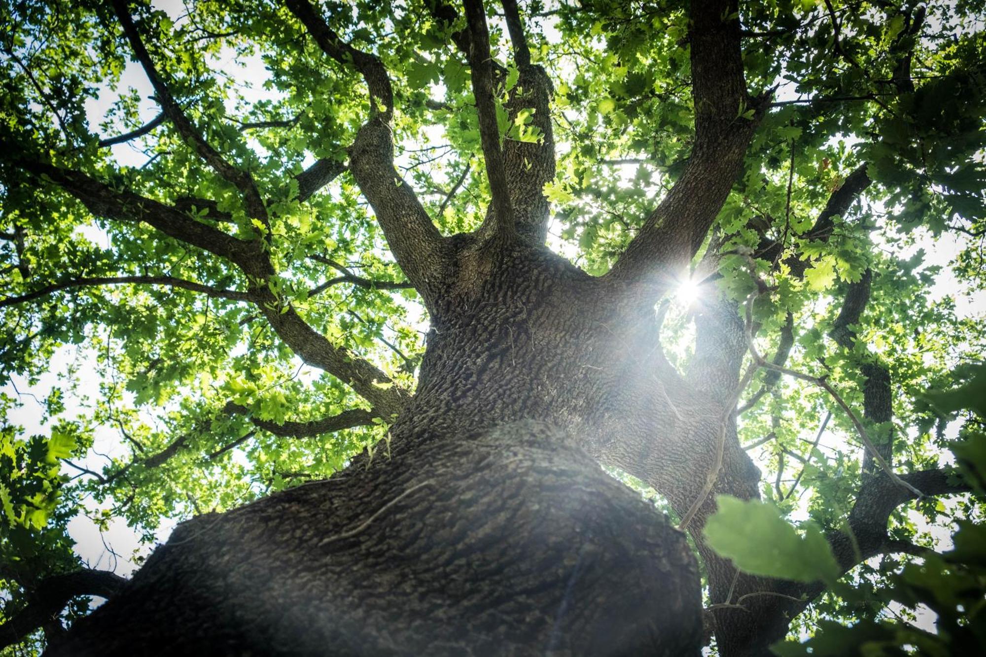 Azienda Agricola Biologica La Cardellina Tolfa エクステリア 写真