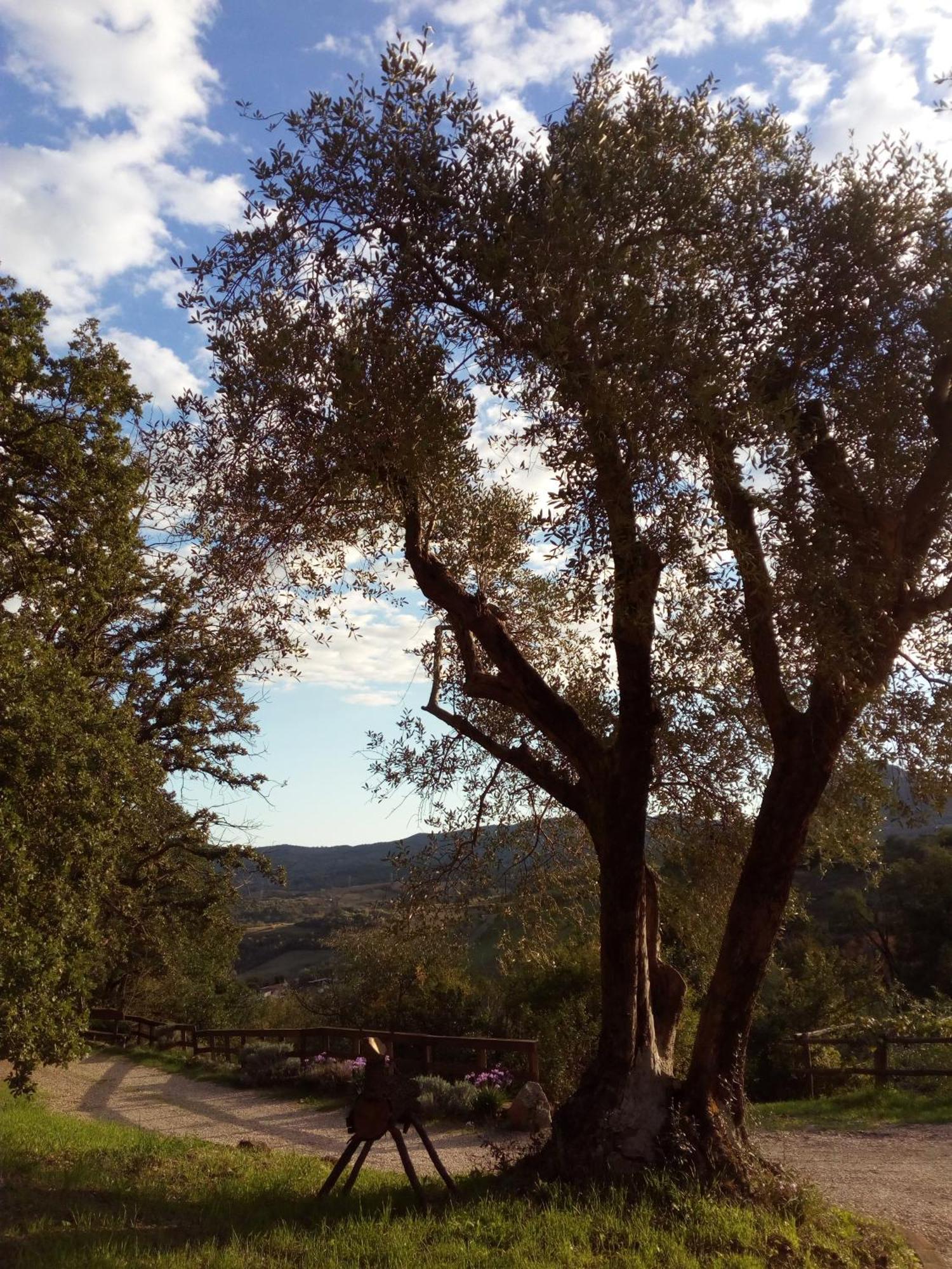 Azienda Agricola Biologica La Cardellina Tolfa エクステリア 写真